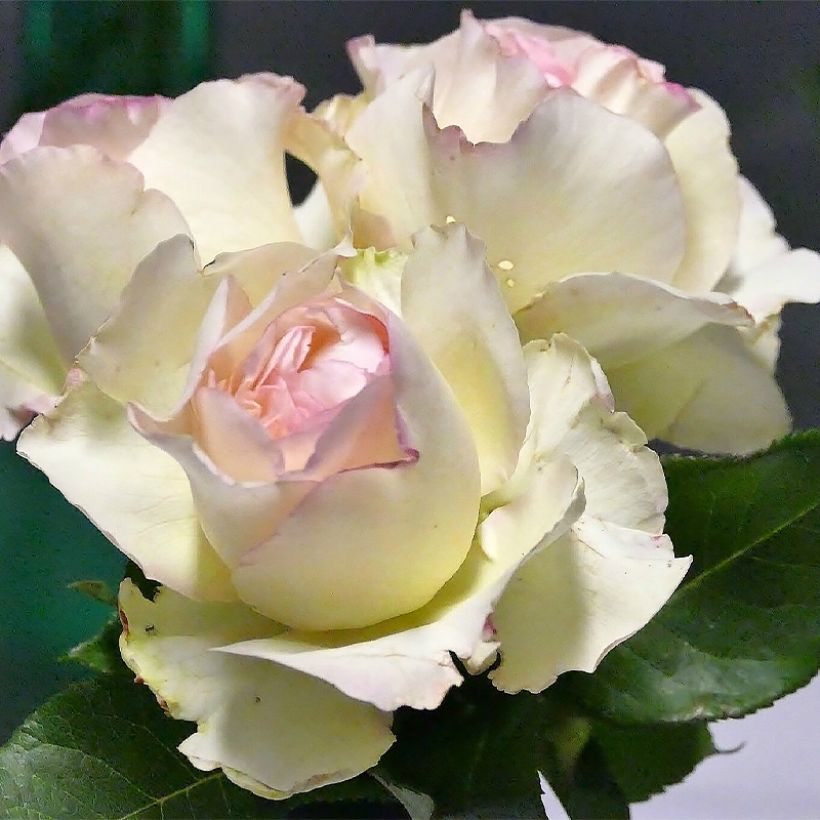 Rosa Niharika - Edelrose (Flowering)