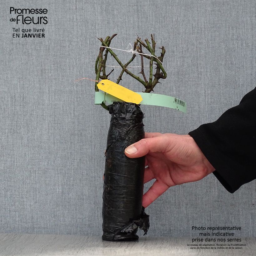 Example of Rosa Nuage Parfumé - Edelrose Wurzelnackt in Beutel as you get in hiver