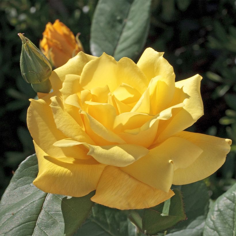 Rosa Pacific Sunset - Edelrose (Flowering)