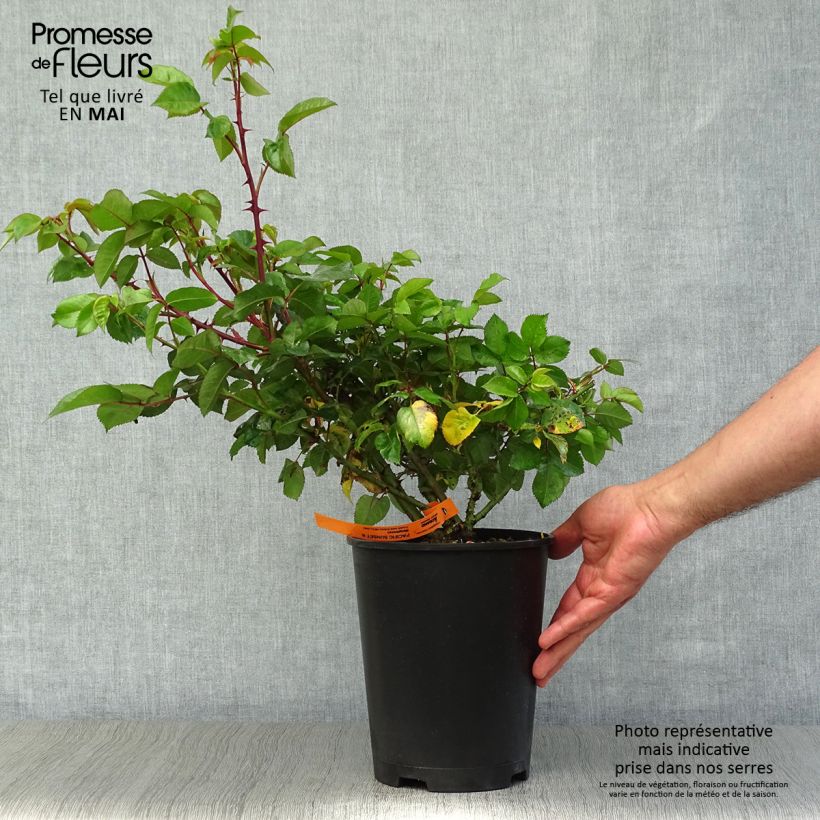 Example of Rosa Pacific Sunset - Edelrose Topf mit 4L/5L as you get in printemps