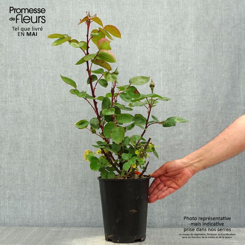 Example of Rosa Panthere Rose - Edelrose Topf mit 4L/5L as you get in printemps