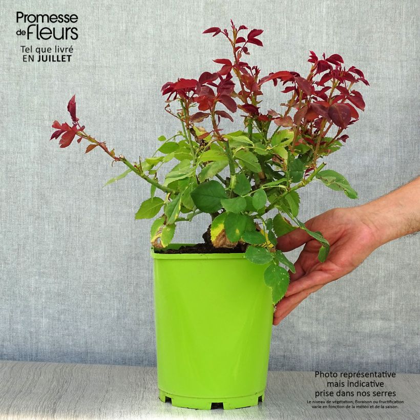 Exemplar von Rosa Pape Jean-Paul II - Edelrose Topf mit 4L/5L wie im Sommer geliefert