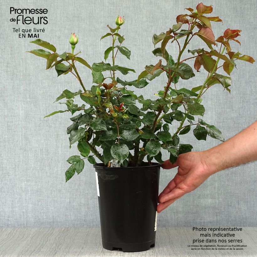 Example of Rosa Parfum Royal - Edelrose Topf mit 4L/5L as you get in printemps