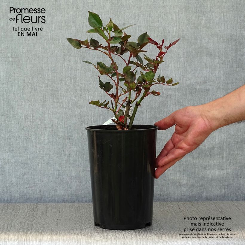 Example of Rosa Parfum de Grasse - Edelrose Topf mit 4L/5L as you get in printemps