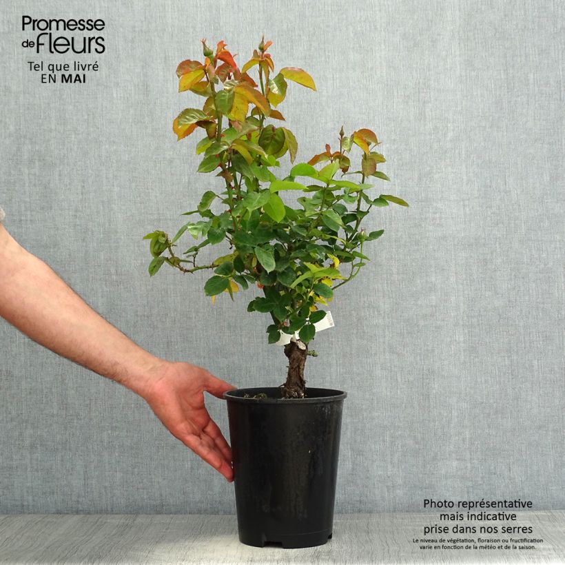 Example of Rosa Pierre de Luxembourg - Edelrose Topf mit 4L/5L as you get in printemps