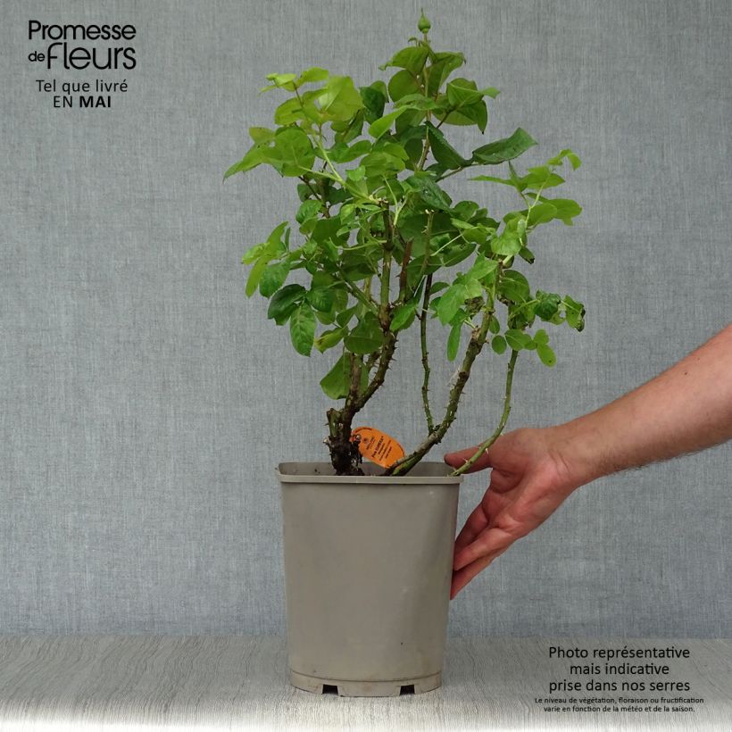 Example of Rosa Pink Eureka - Edelrose Topf mit 4L/5L as you get in printemps