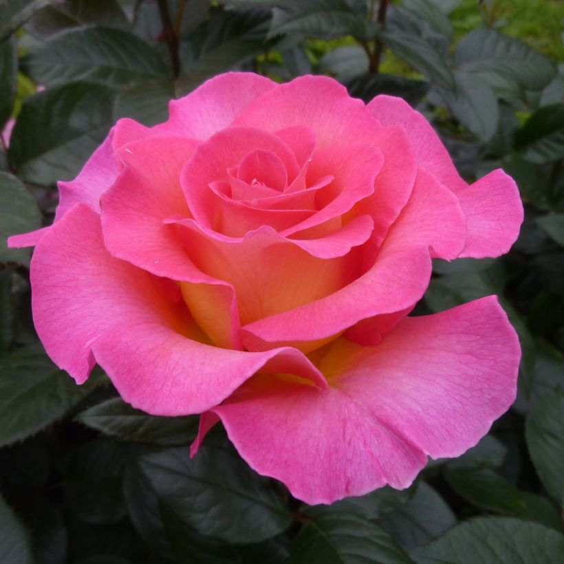 Rosa Pink Paradise - Edelrose (Flowering)