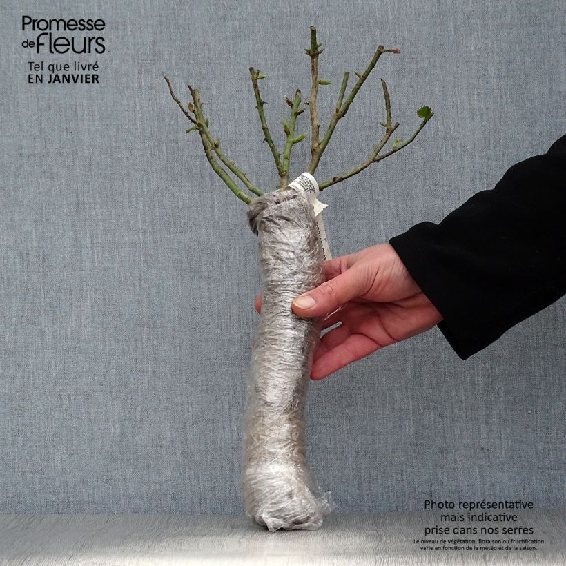 Exemplar von Rosa Poseidon - Edelrose Wurzelnackt in Beutel wie im Winter geliefert