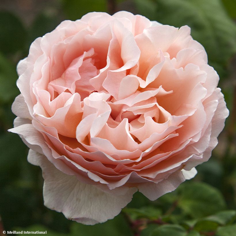 Rosa Princesse Charlène de Monaco - Edelrose (Flowering)