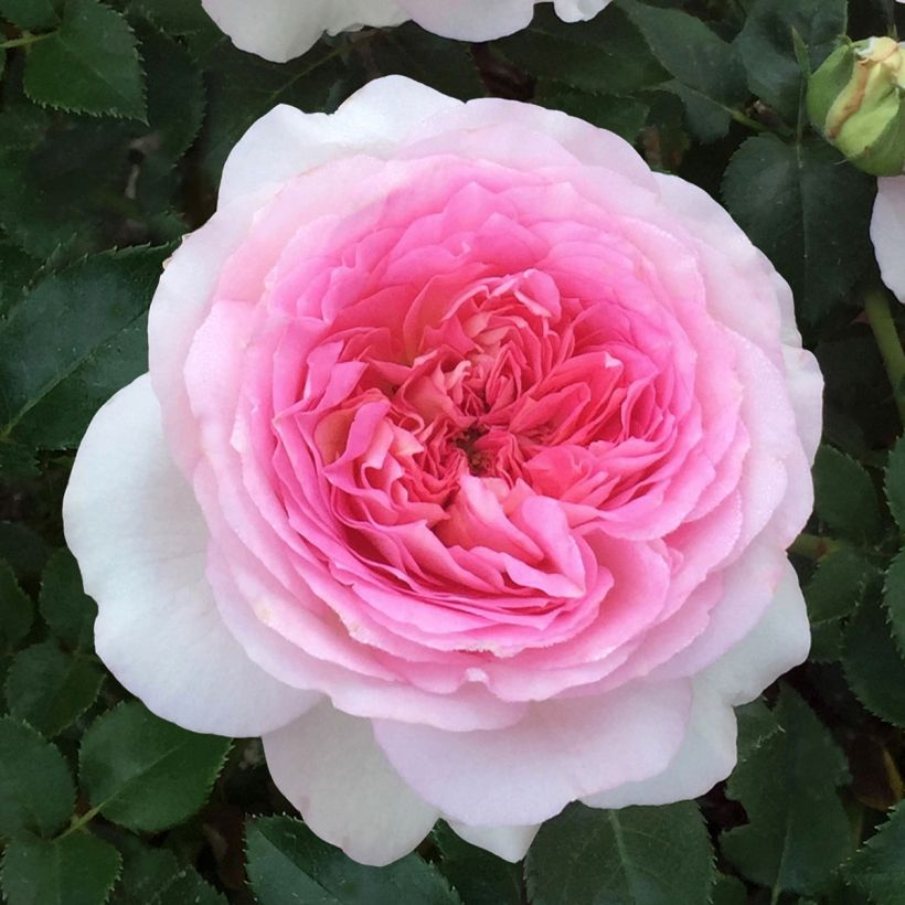 Rosa Ragazza Adalekov - Edelrose (Blüte)