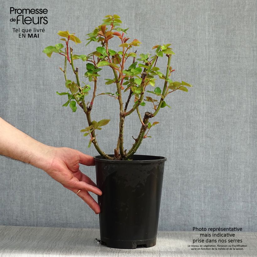 Example of Rosa Remember - Edelrose Topf mit 4L/5L as you get in printemps