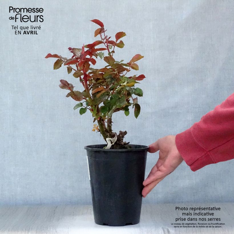 Example of Rosa Rose Clos Vougeot - Edelrose Topf mit 4L/5L as you get in printemps