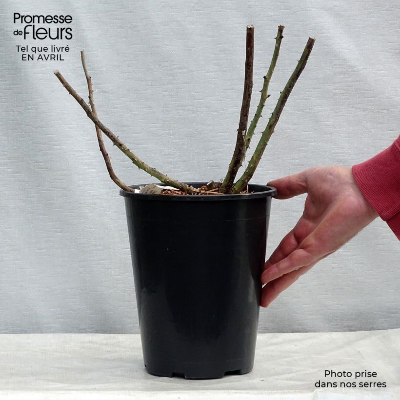 Example of Rosa Rose Lalande de Pomerol - Edelrose Topf mit 3L/4L as you get in printemps