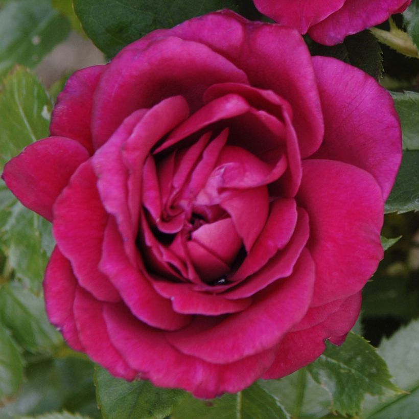 Rosa Rose Lalande de Pomerol - Edelrose (Flowering)