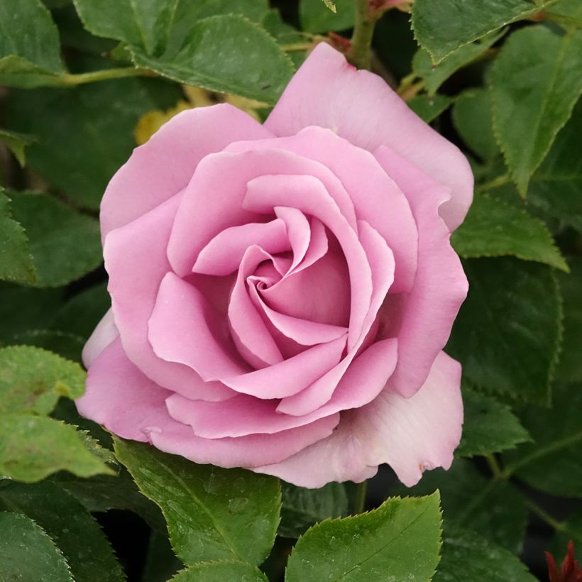 Rosa Rose Synactif by Shiseido - Edelrose (Blüte)