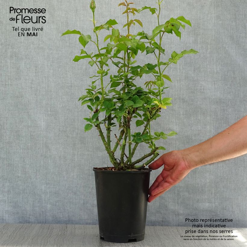 Example of Rosa Sandrine Quétier - Edelrose Topf mit 4L/5L as you get in printemps