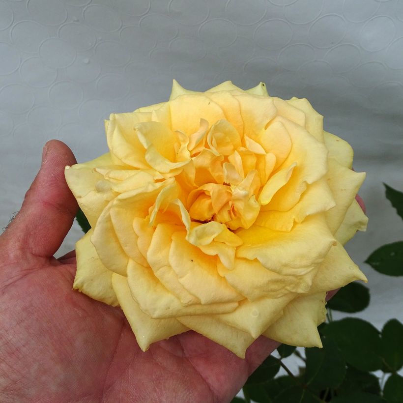 Rosa Sophia Renaissance - Edelrose (Flowering)