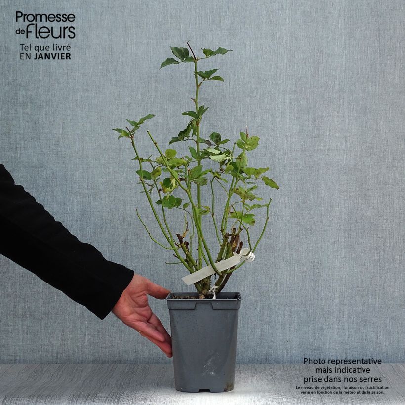 Exemplar von Rosa Sophie Rochas - Edelrose Topf mit 3L/4L wie im Winter geliefert