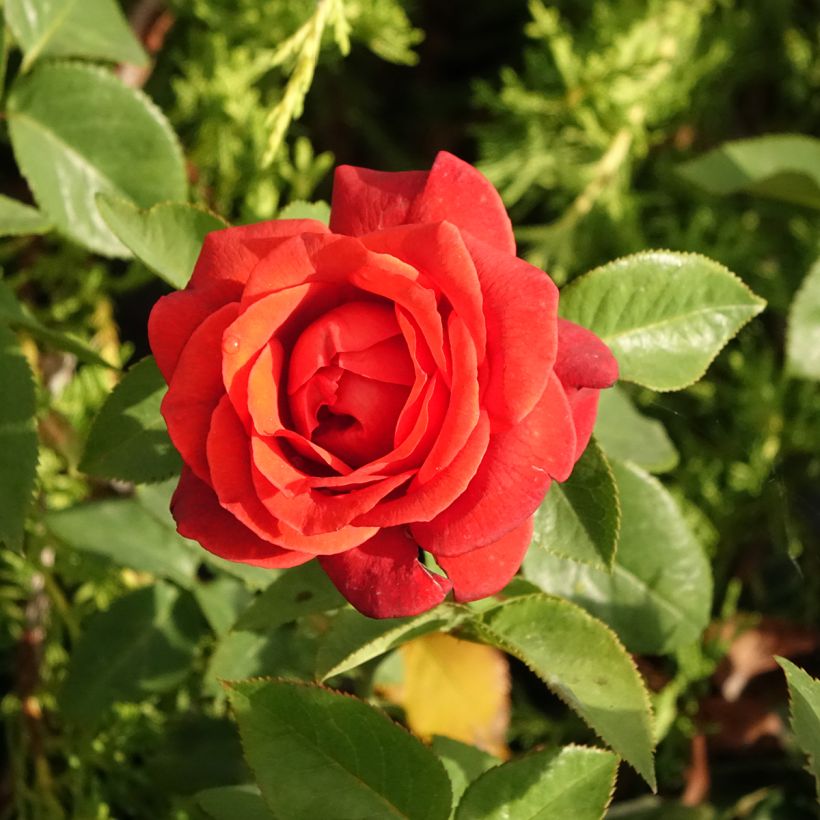 Rosa Terra Botanica - Edelrose (Blüte)