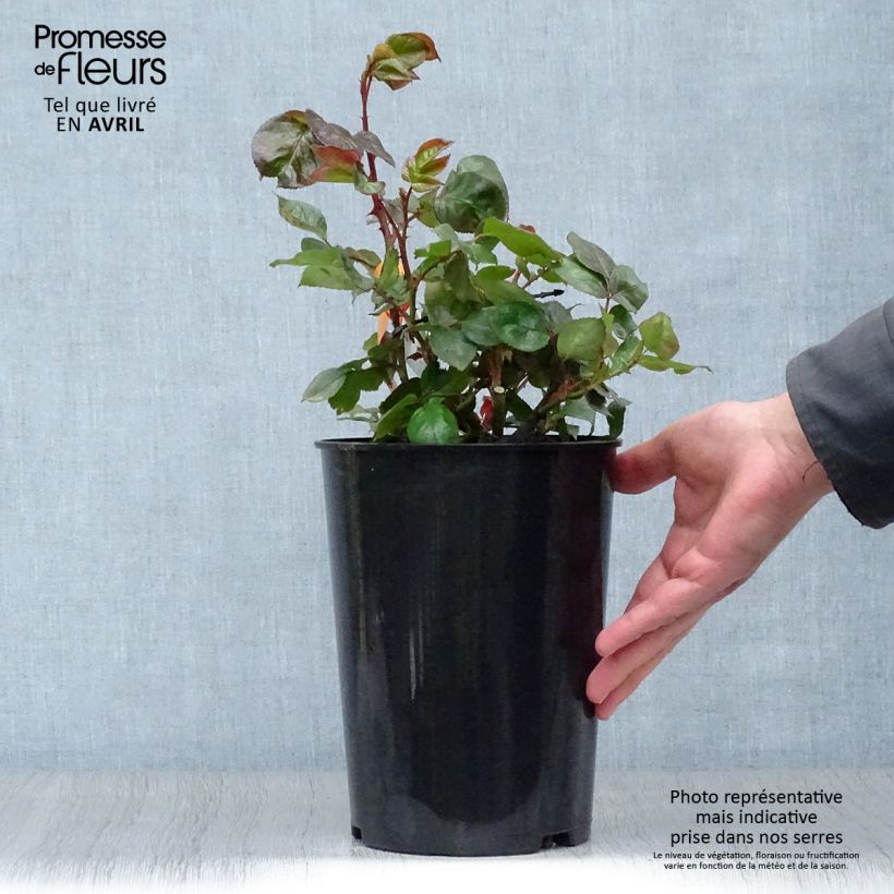 Exemplar von Rosa Terracotta - Edelrose Topf mit 4L/5L wie im Frühjahr geliefert