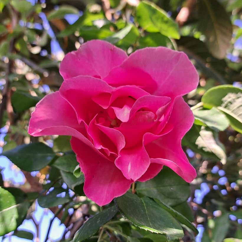 Rosa The McCartney Rose - Edelrose (Blüte)