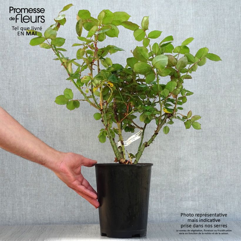 Example of Rosa Thierry Marx - Edelrose Topf mit 4L/5L as you get in printemps