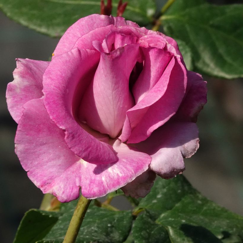 Rosa Violette Parfumée - Edelrose (Blüte)