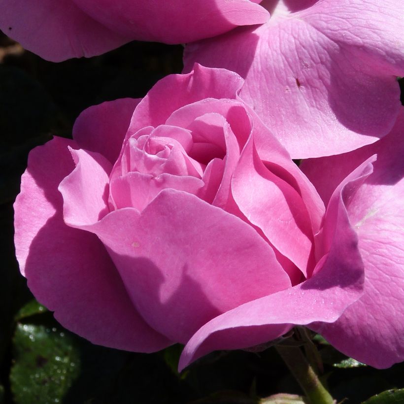 Rosa Womanity - Edelrose (Flowering)