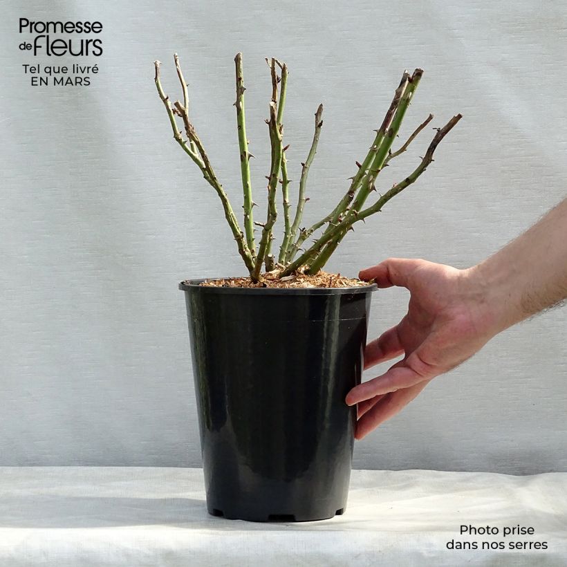 Example of Rosa Renée van Wegberg - Buschrose Topf mit 4L/5L as you get in printemps