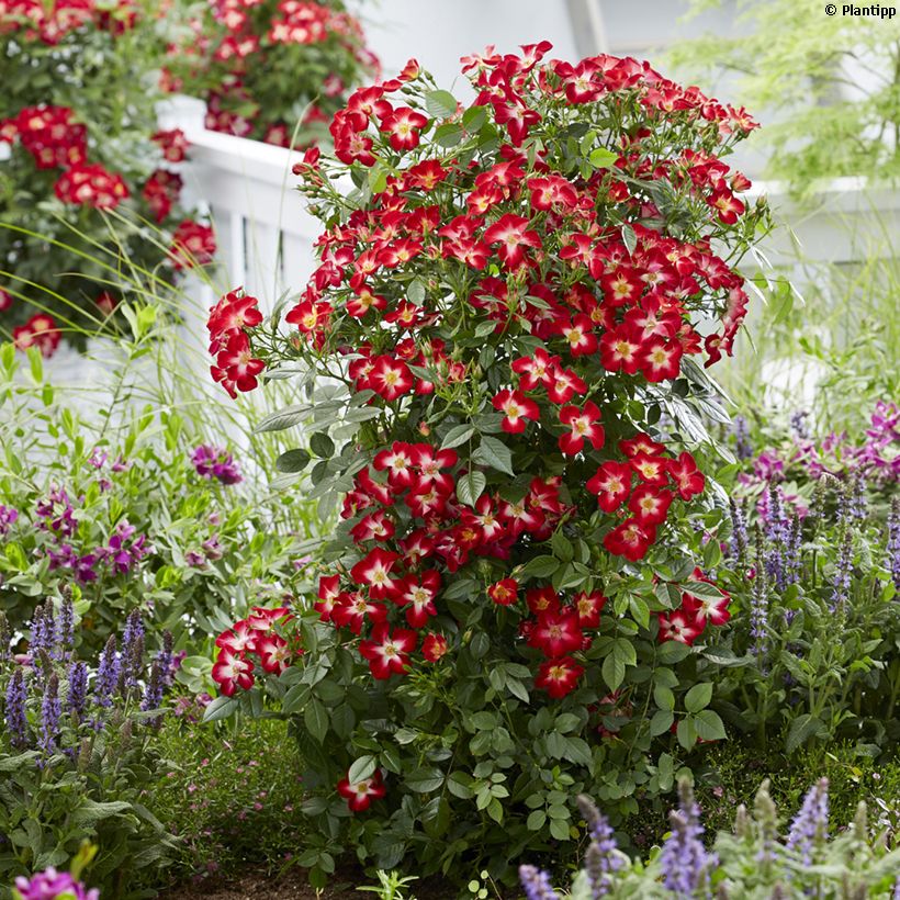 Rosa Everglow Ruby - Beetrose (Plant habit)