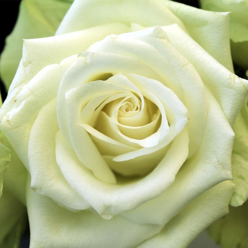 Rosa Tiramisu Bio - Beetrose (Flowering)