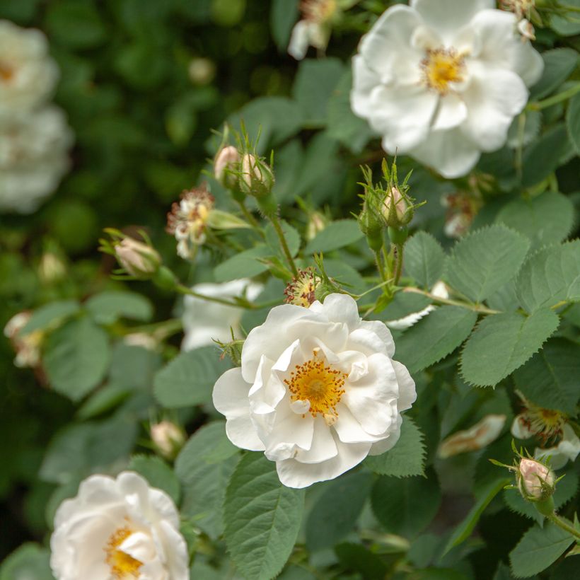 Rosa alba Suaveolens - Historische Rose (Flowering)