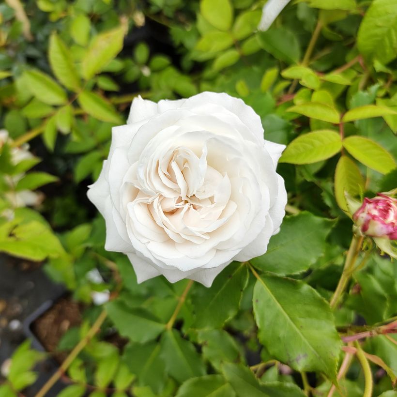 Rosa Boule de Neige - Historische Rose (Blüte)