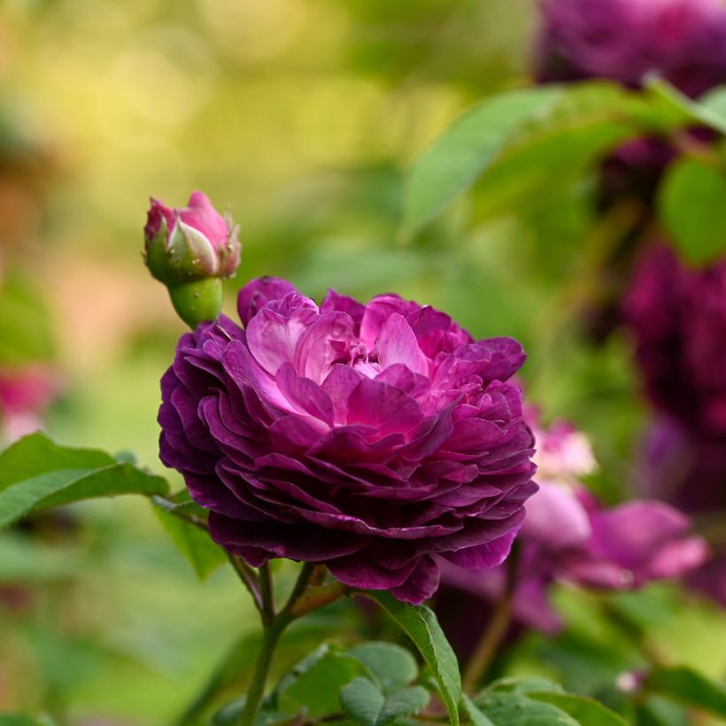 Rosa gallica Cardinal de Richelieu - Essig-Rose (Flowering)