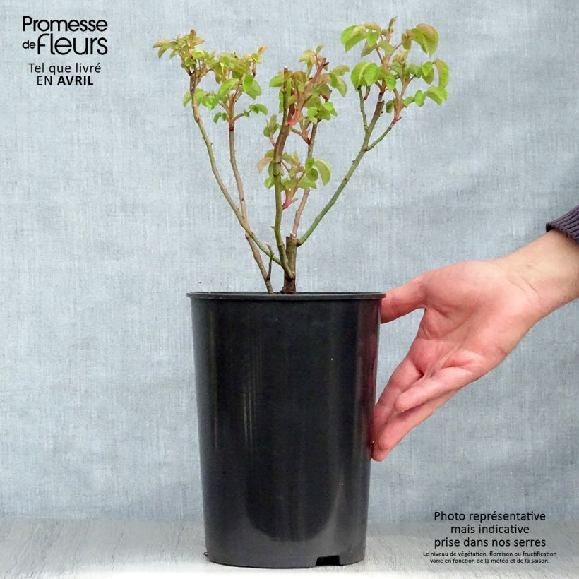 Example of Rosa gallica Cardinal de Richelieu - Essig-Rose Topf mit 4L/5L as you get in printemps