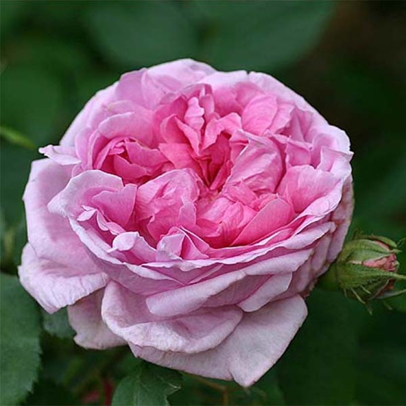 Rosa Portland Comte de Chambord - Historische Rose (Flowering)