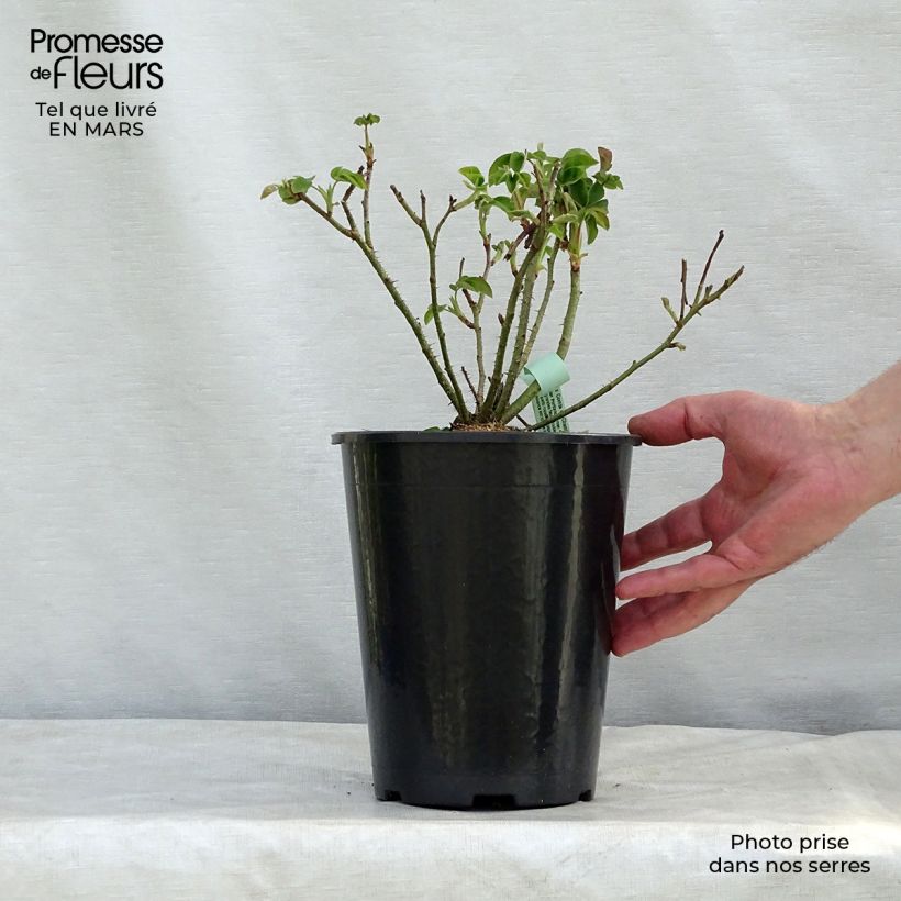 Example of Rosa Portland Comte de Chambord - Historische Rose Topf mit 4L/5L as you get in printemps