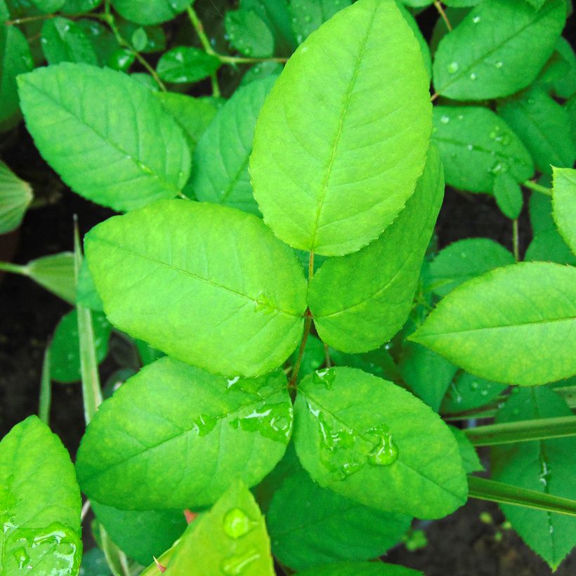 Rosa Ferdinand Pichard - Historische Rose (Laub)