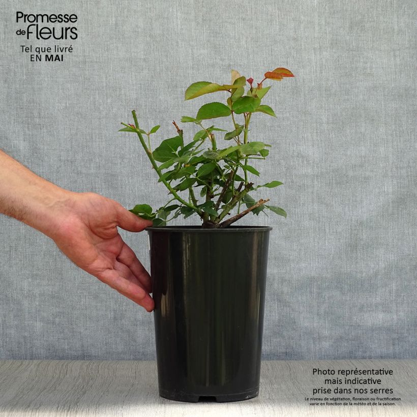 Exemplar von Rosa Fragrant Old purple - David Austin Rose - Englische Rose Topf mit 4L/5L wie im Frühjahr geliefert