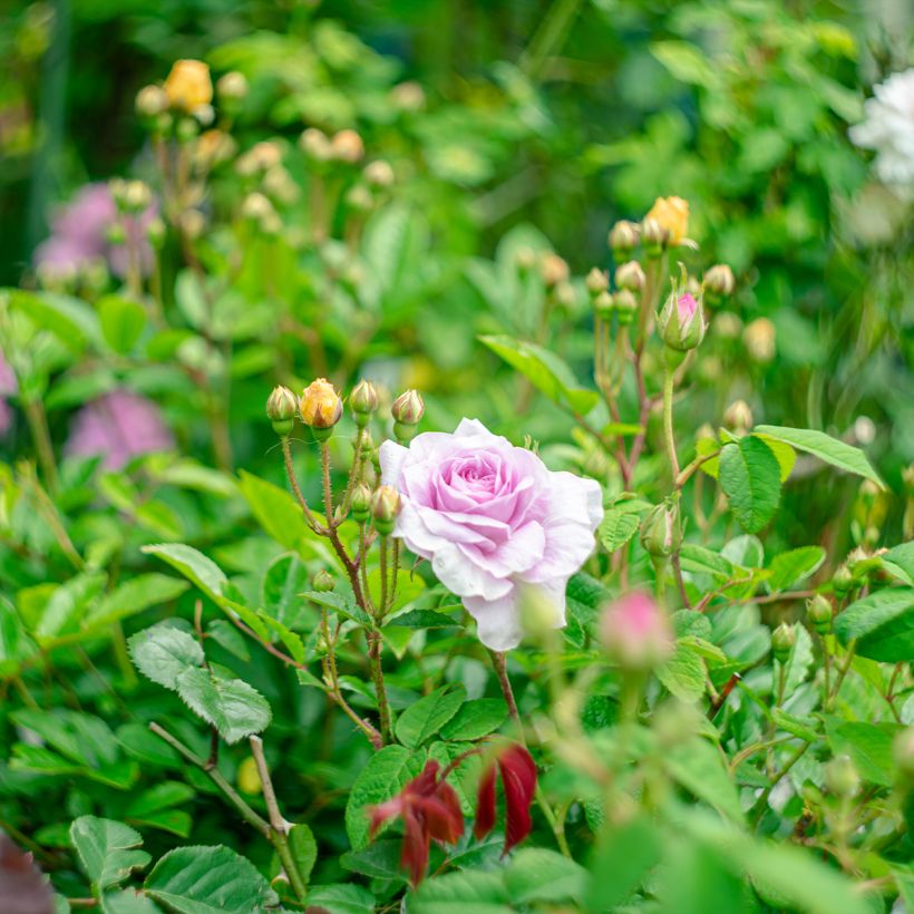 Rosa gallica Jenny Duval - Essig-Rose (Wuchs)