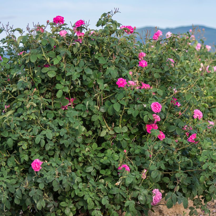 Rosa Trigintipetala - Historische Rose (Plant habit)