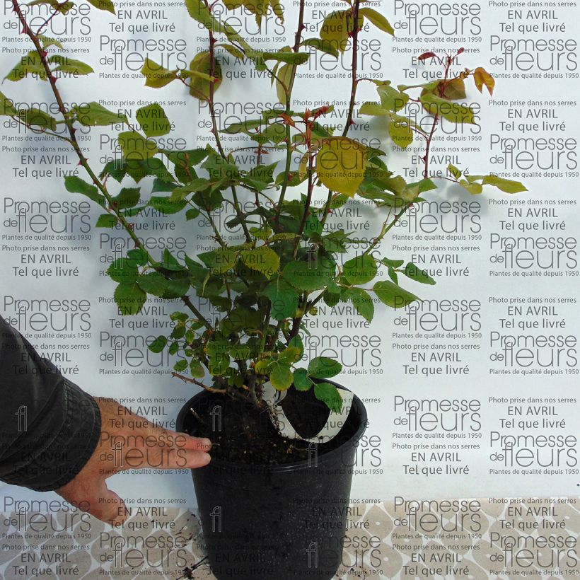 Beispiel eines Exemplars von Rosa La France - Historische Rose Topf mit 4L/5L wie geliefert