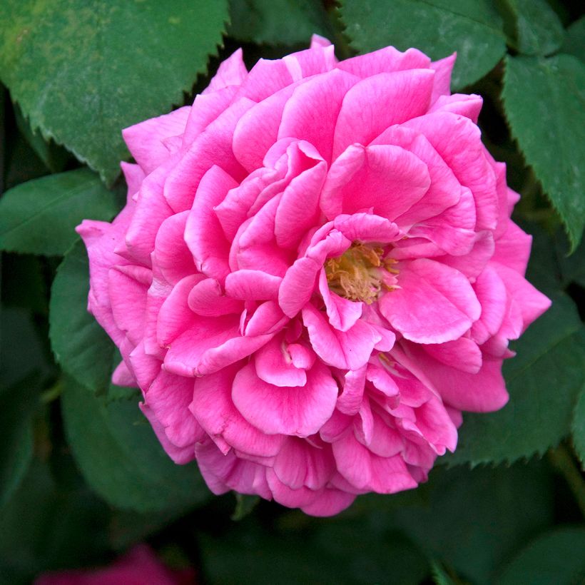 Rosa Mme Issac Pereire - Historische Rose (Blüte)