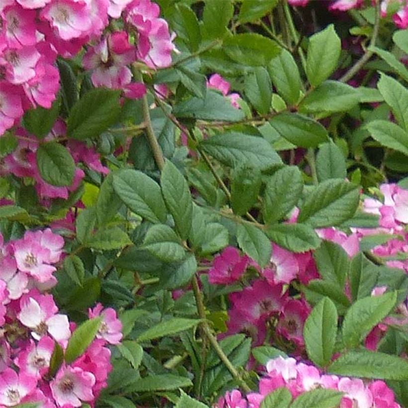 Rosa moschata Mozart - Moschus-Rose (Foliage)
