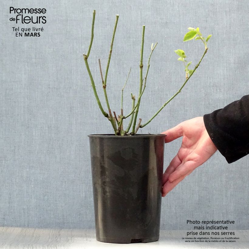 Example of Rosa Mrs John Laing - Historische Rose Topf mit 4L/5L as you get in printemps