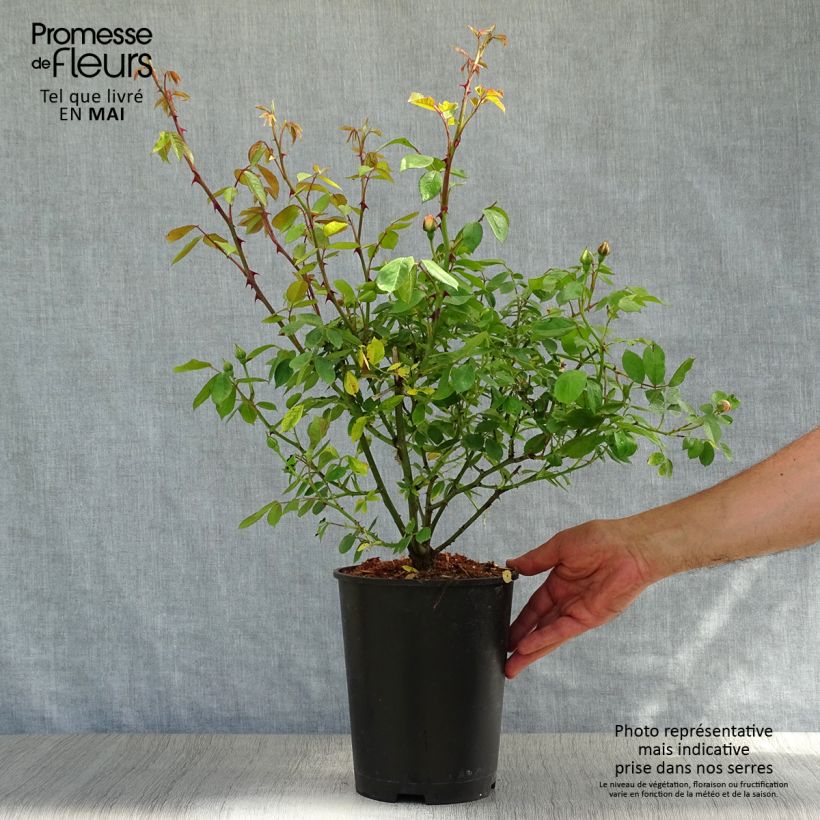 Example of Rosa multiflora Phyllis Bide - Vielblütige Rose Topf mit 4L/5L as you get in printemps