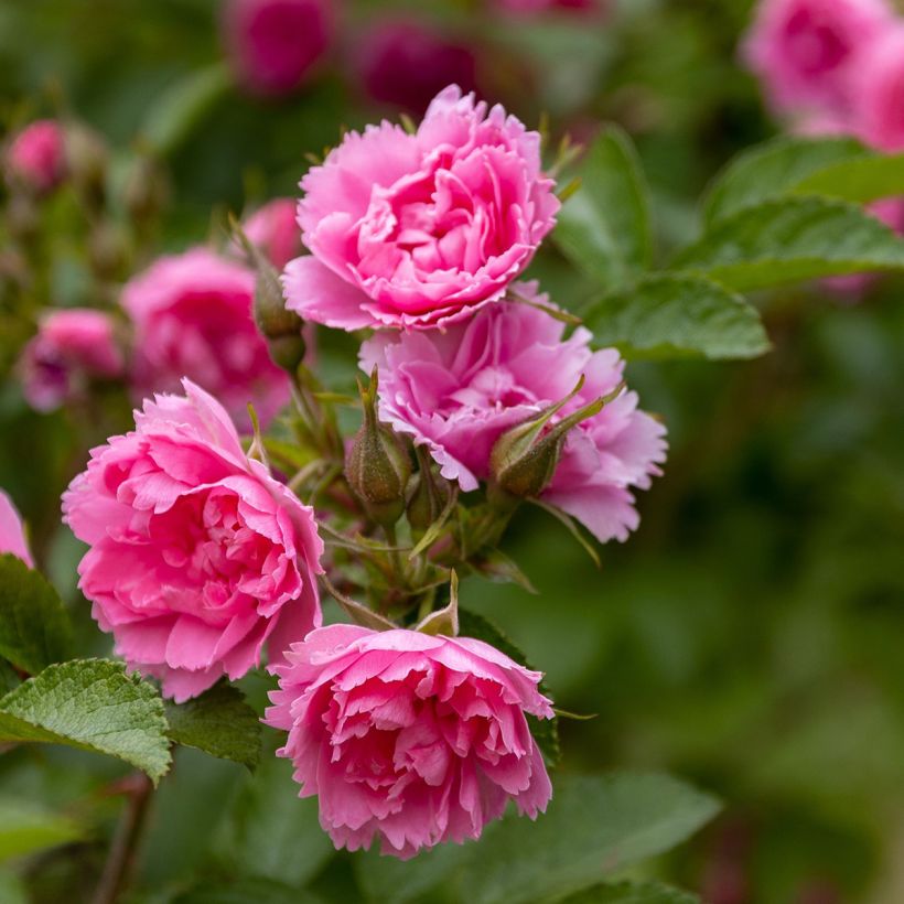 Rosa rugosa Pink Grootendorst - Apfelrose (Flowering)