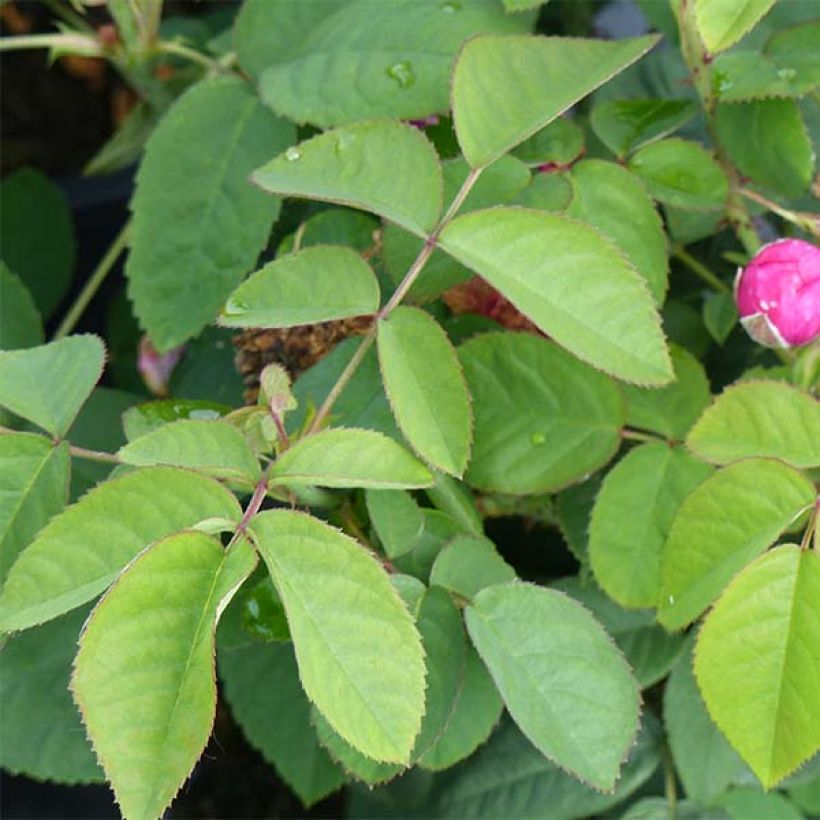 Rosa Rose de Rescht - Historische Rose (Foliage)