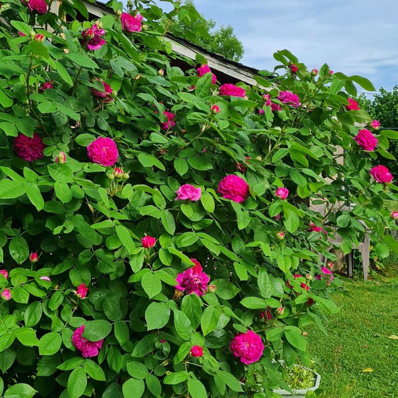 Rosa Rose de Rescht - Historische Rose (Wuchs)