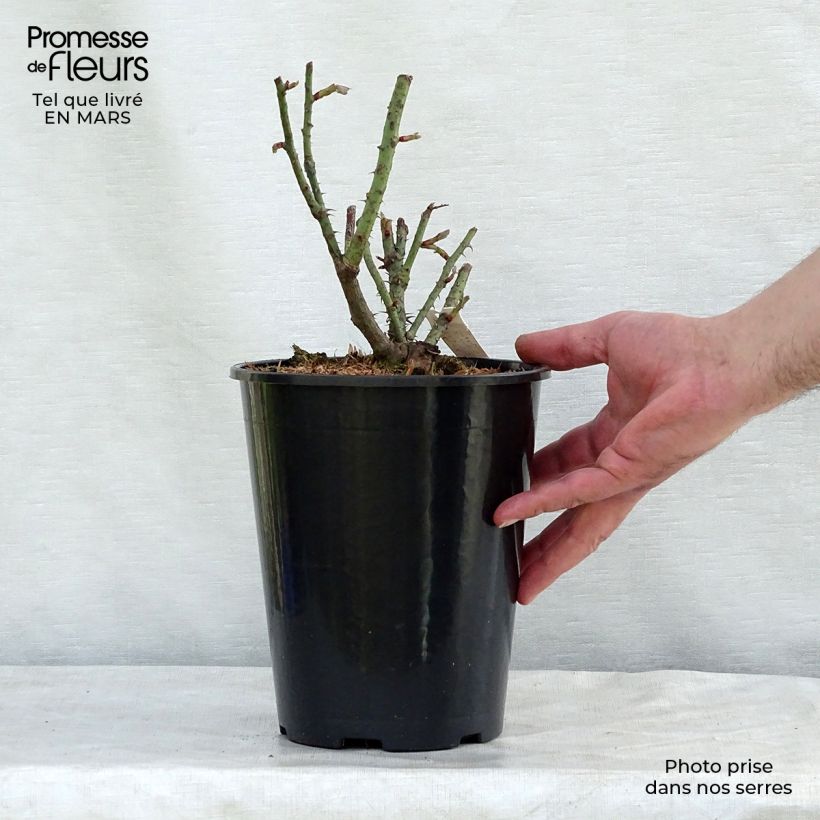 Example of Rosa Rose de Rescht - Historische Rose Topf mit 4L/5L as you get in printemps